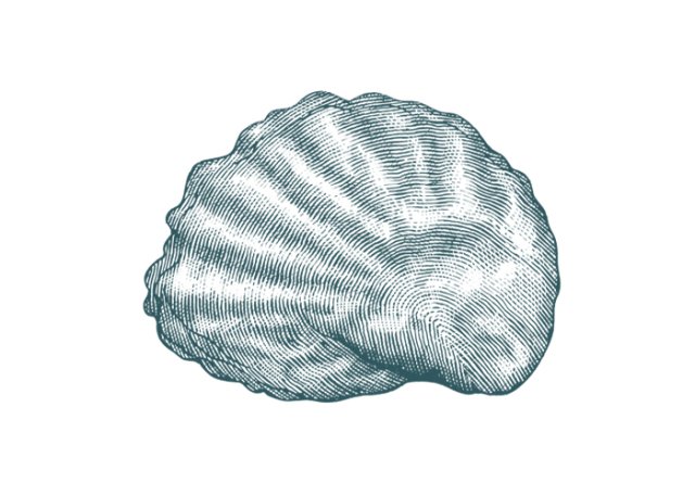 Oyster shell